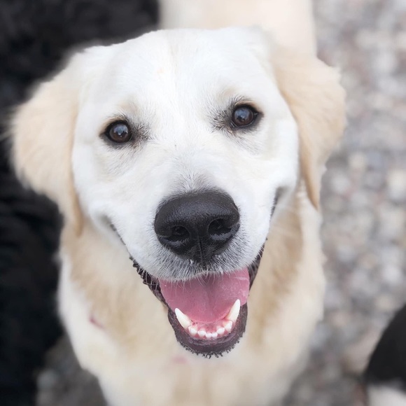 Meet your Posher, Donna - Picture 1 of 1